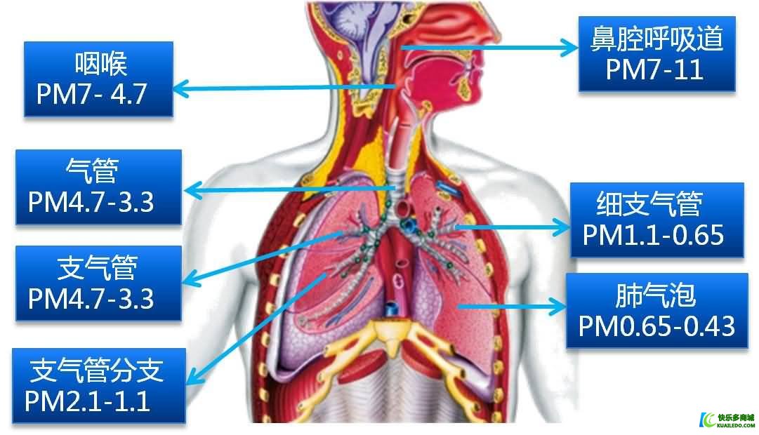 PM2.5与人体健康