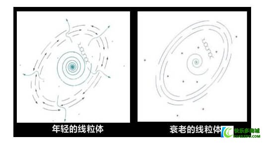 怎么样延缓衰老