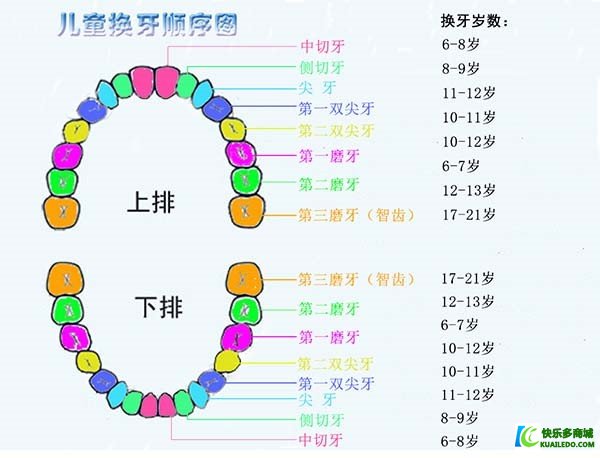 儿童换牙规律，本来无须着急、无须流血