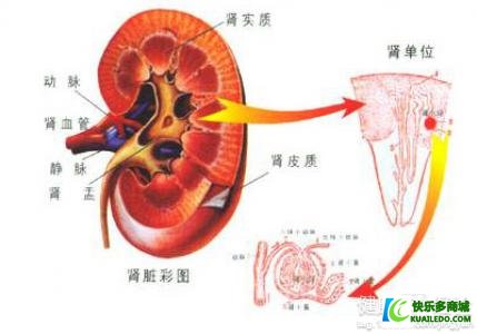 摆脱肾虚男的五种滋补办法