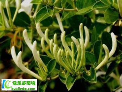 阳台上种植什么植物好 推举三种既美观又治病的中药