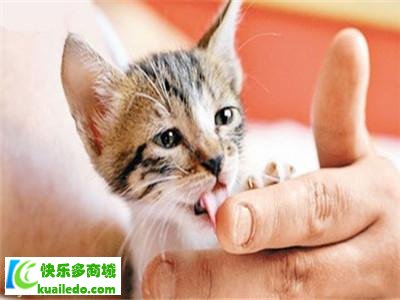 猫抓病怎么疗养 宠物家庭切记做好防护措施