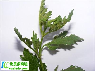 透骨草的功效與作用是什麼 關於透骨草的四大健康效果