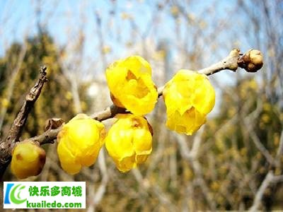 蜡梅花与梅花有什么区别 看看专家怎么先容