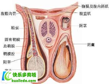 男性射精量多少正常 真相大揭秘