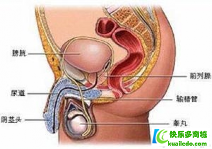 长期憋尿会患上尿道炎吗