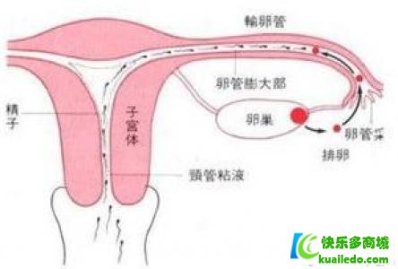 一侧输卵管阻塞怀孕几率变多少