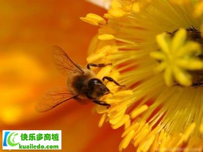 [揭密]蜂胶养肾吗 分享蜂胶的营养价值以及功效