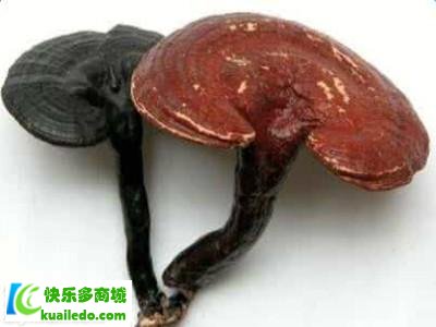 灵芝泡水喝有什么好处 【详解】灵芝泡水的4大功效