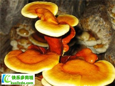 [解答]野生灵芝多少钱一斤 细说野生灵芝的作用价格