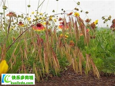 [保养分析]野燕麦效果好吗 真的有改善麻烦效果吗