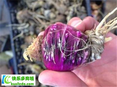 [解答]紫玛咖的功效及吃法 揭秘紫玛卡的功效以及食用方案