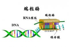 衰老是怎么发生的呢？抗衰老的关键是什么