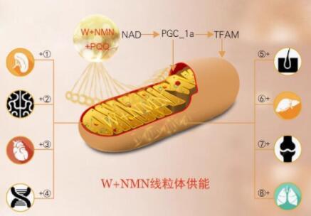 日本W+NMN25000的效果怎么样？日本W+NMN25000功效作用