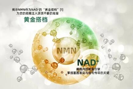 NMN与NAD有什么区别？NMN与NAD的关系